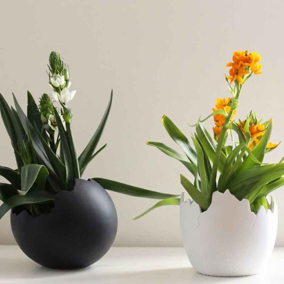 Yumurta Saksı Yatay